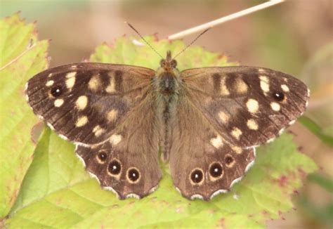 Speckled Wood Butterfly Norfolk Wildlife Trust