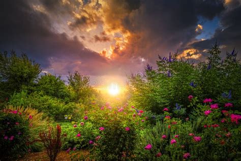 Rosegarden Sunrise Stock Image Image Of Cloudy Benbrook 34191253