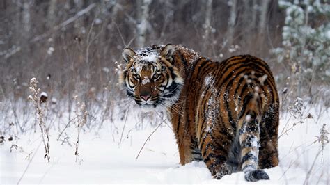 Tiger Snow Animals Wallpapers Hd Desktop And Mobile Backgrounds