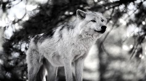 Enjoy our curated selection of 1071 wolf wallpapers and backgrounds. Wolf Wallpapers Free Download | PixelsTalk.Net