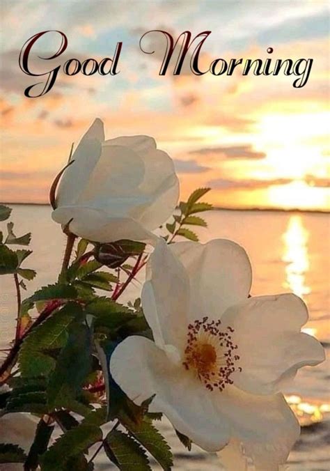 Pin By Petitjean On Morning Wishes In 2020 Good Morning Flowers Good