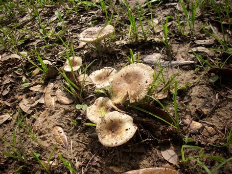 Florida Lawn Mushrooms Mushroom Hunting And Identification