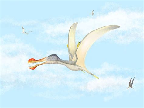 Three New Species Of Pterosaur Discovered In The Sahara Guernsey Press
