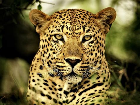 Beautiful Leopard