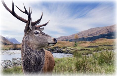 Stag Red Deer Stag At Glen Etive The Highlands Scotland Flickr
