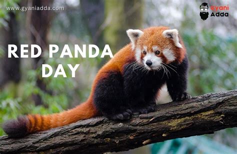 Happy International Red Panda Day 2023 History Theme Quotes