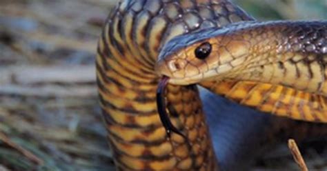 Die bekanntesten konkurrenten des inlandtaipans um die frage des potenteren giftes sind die schnabelseeschlange (enhydrina schistosa) und. Die giftigsten Schlangen der Welt