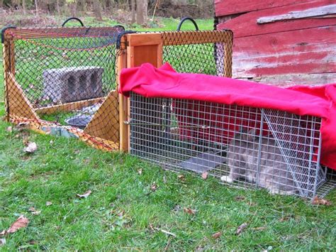 Drop Traps Are An Essential Tool For Trap Neuter Return Trap Faster