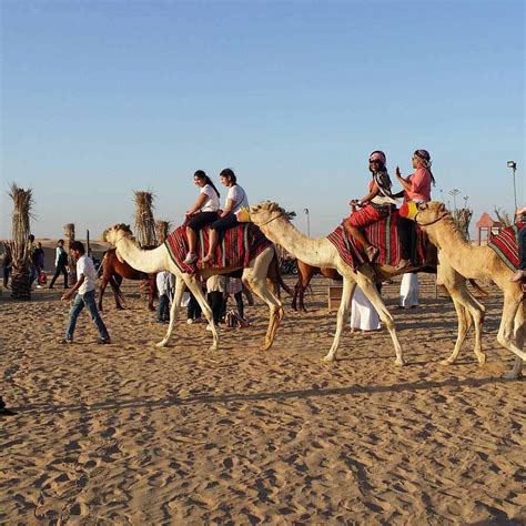 We have compiled some of the best activities that you can do here in the what to expect in camel ride dubai? Selecting the Best Desert Safari - Morning and Evening ...
