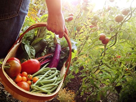 5 Reasons To Grow Your Own Organic Food Kellogg Garden Organics