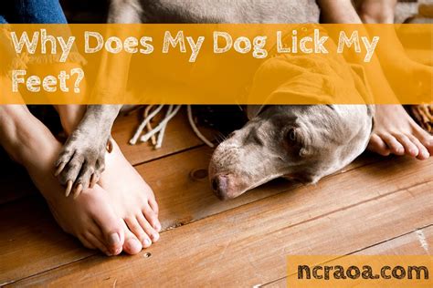 Why Does My Dog Lick My Feet National Canine Research Association Of