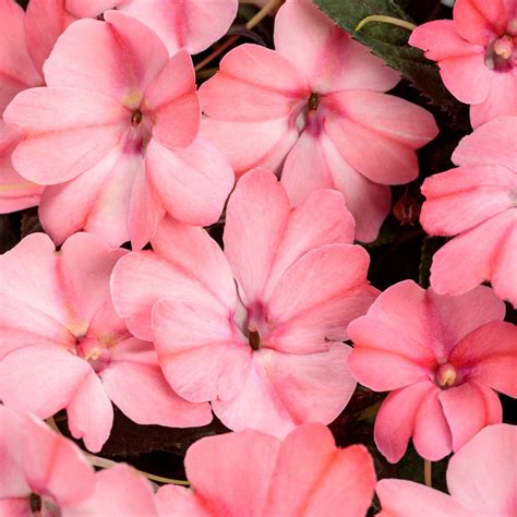 Sunpatiens Compact Hot Pink Impatiens Plant Addicts