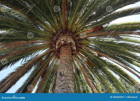 Low Angle Shot Of A Palm Tree Stock Image Image Of Tree Outdoor