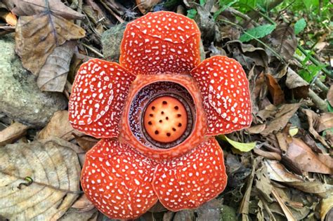 A Makiling Encounter With The Elusive Rafflesia Made This Mountaineer