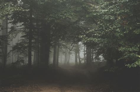 Backlit Branch Eerie Environment Fog Forest Free Stock Photos In 