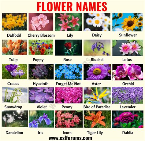 Flower Names List Of Popular Names Of Flowers With The Pictures Esl