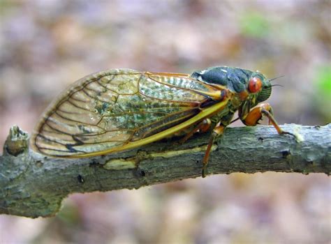 Cicadas are winged insects that are mostly known for their cyclical lifespans. Cicadas & Aphids