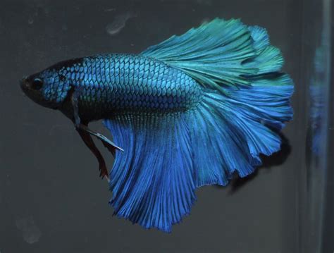 Blue Betta Fish