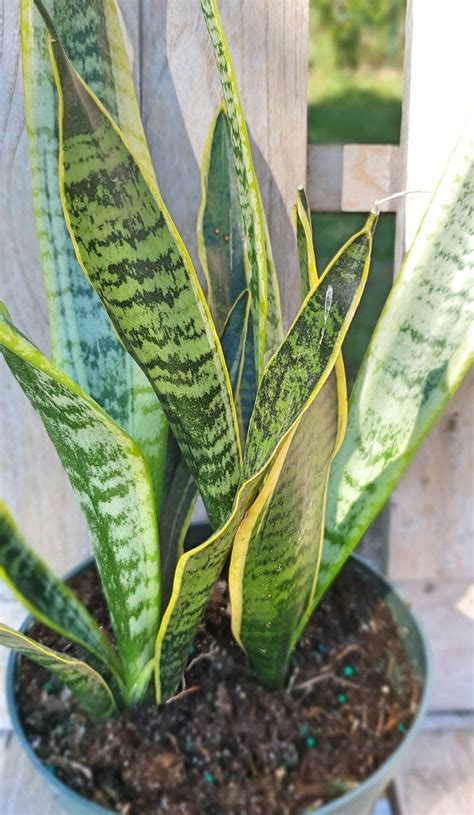 Variegated Snake Plant Sansevieria Trifasciata Growing In A 6 Pot