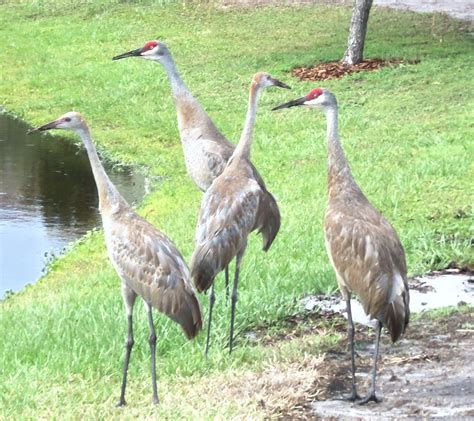 Florida Sandhill Crane Birds Crane Bird Pet Birds Birds