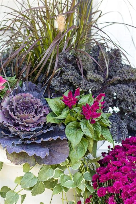 Cabbage And Kale Fall Front Porch Decor Fall Planters