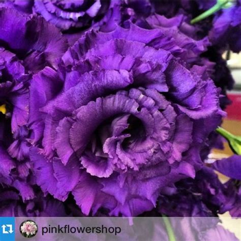 Bloom Japan Network Japanese Lisianthus In California Repost