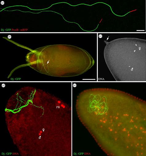 The Intimate Genetics Of Drosophila Fertilization Open Biology
