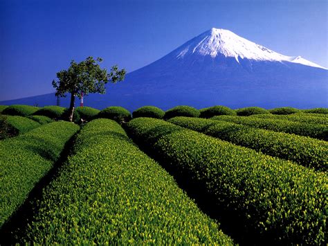 静岡県富士宮市 お茶畑と富士山 富士山の写真集 Mount Fuji Pictures Naver まとめ