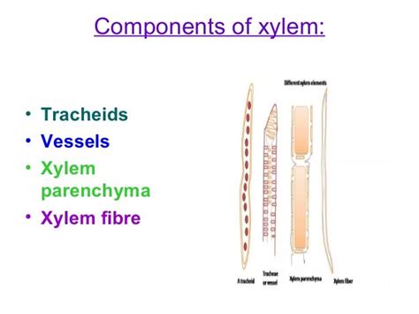 Components Of Xylem Tissue Diagram Aflam Neeeak