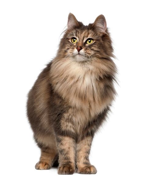 Norwegian Forest Cat Breed Information Pictures