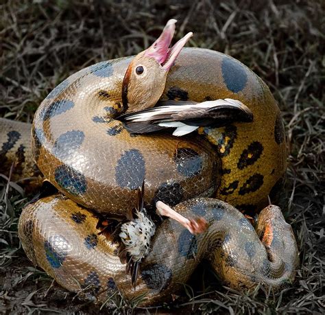 Pin By Summer Nelson On Ssssssssnakes Animal Action Animals Wild