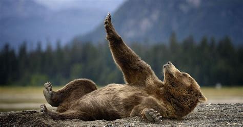 Polar bear hd wallpapers backgrounds wallpaper 1600×1200. Grizzly Bears Wallpapers - Wallpaper Cave