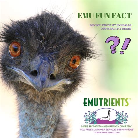 Happy Friday How About An Emu Fun Fact To Start The Weekend Did You