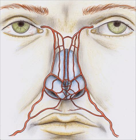 Nasal Arterial Vasculature: Medical and Surgical Applications | Facial
