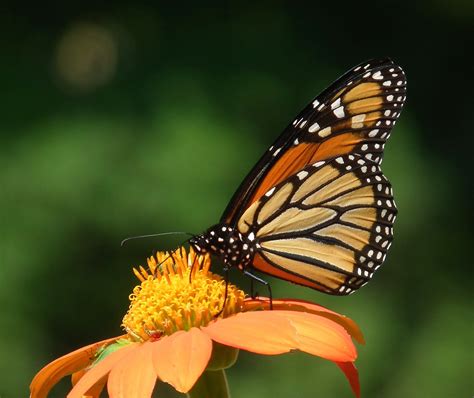 The Queen And Her Crown Monarch Butterfly From Last Summer Flickr