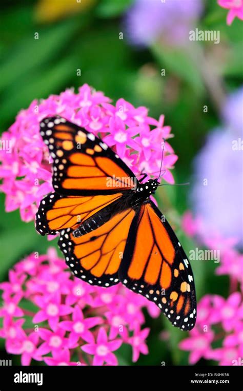 Download This Stock Image Male Monarch Butterfly Danaus Plexippus