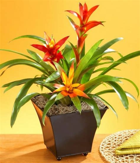 Find the perfect indoor and office plants in our collection, all in the ideal planter and shipped at peak appearance. 17 Best Flowering Houseplants | Balcony Garden Web