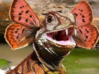 Check spelling or type a new query. Love: newly discovered animals