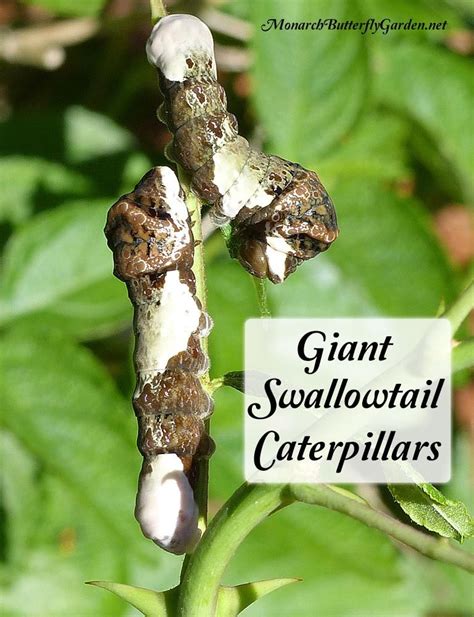How To Raise The Giant Swallowtail Butterfly Through Life Cycle