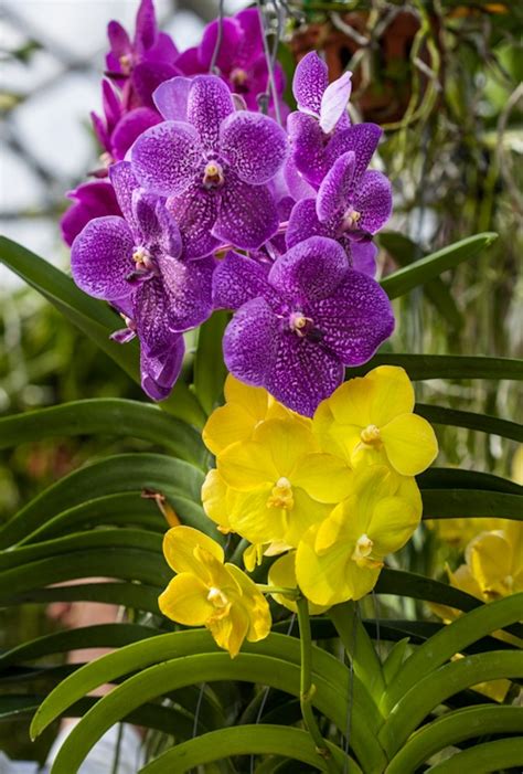 Purple And Yellow Beautiful Orchids Vanda Orchids Beautiful Flowers