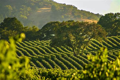 Napa Valley travel | California, USA - Lonely Planet