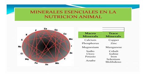 Minerales Esenciales En La Nutricion Animal · Pdf Fileminerales