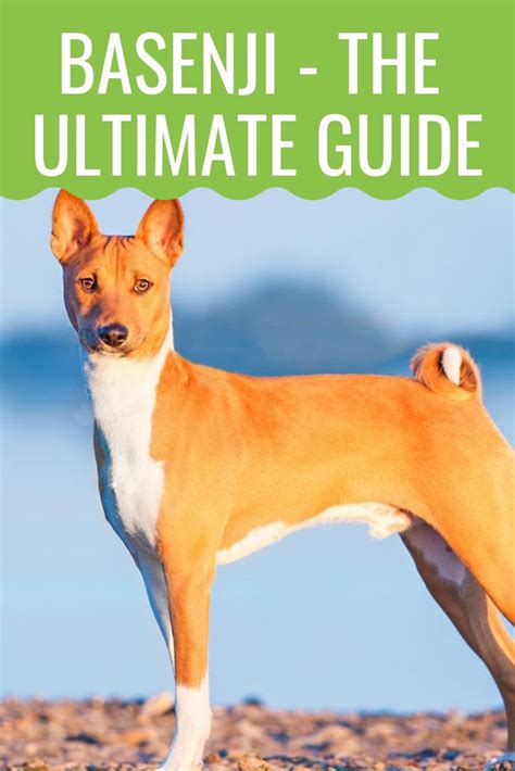 Basenji The Ultimate Guide To The African Barkless Dog Barking