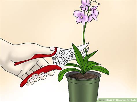 Dry air, direct heat, and chills are enemies of these delicate flowers. How to Care for Orchids (with Pictures) - wikiHow