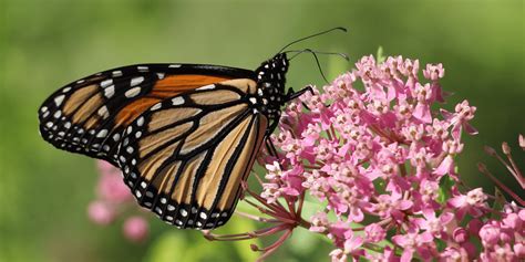 Good News For Eastern Monarch Butterfly Population The National