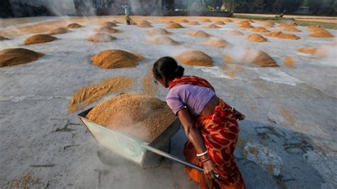 Indias Rice Export Ban Could Push Worldwide Decade High Prices Up