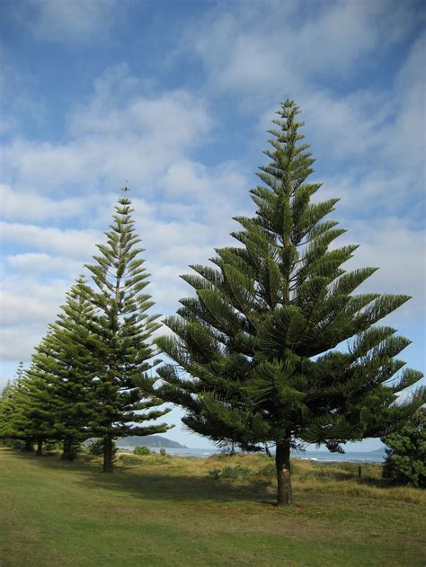 Norfolk Island Pine 16 Pot Hello Hello Plants And Garden Supplies