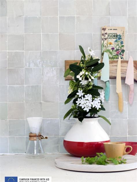 White Fragrant Plants The Houseplants For March The Joy Of Plants