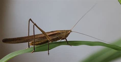 Building A Better Grasshopper Trap New Design Offers Safer More