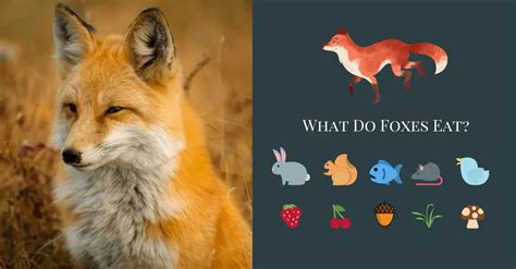 What A Fox Eats The Complete Guide All Things Foxes
